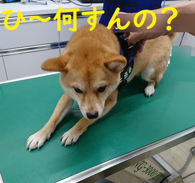 f:id:hanatara:20200613124633j:plain
