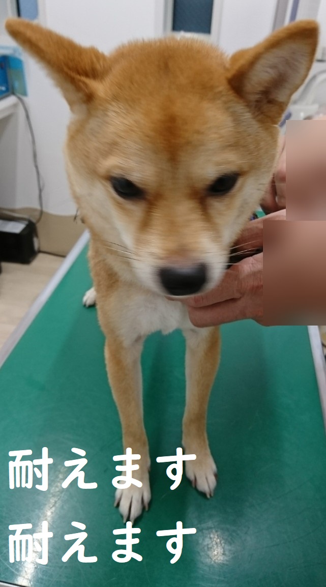 f:id:hanatara:20200613124745j:plain
