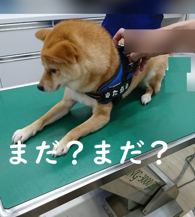 f:id:hanatara:20200613124934j:plain