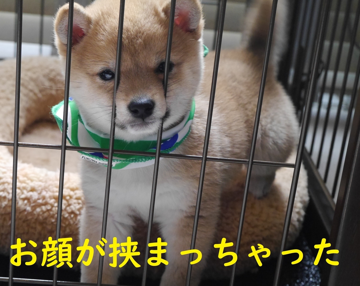 f:id:hanatara:20200618140026j:plain