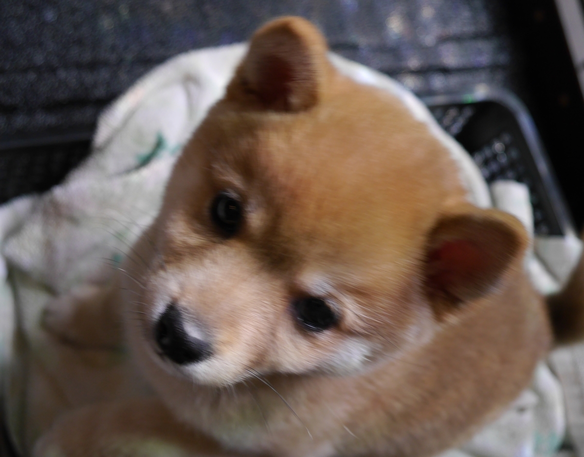 f:id:hanatara:20200618140237j:plain