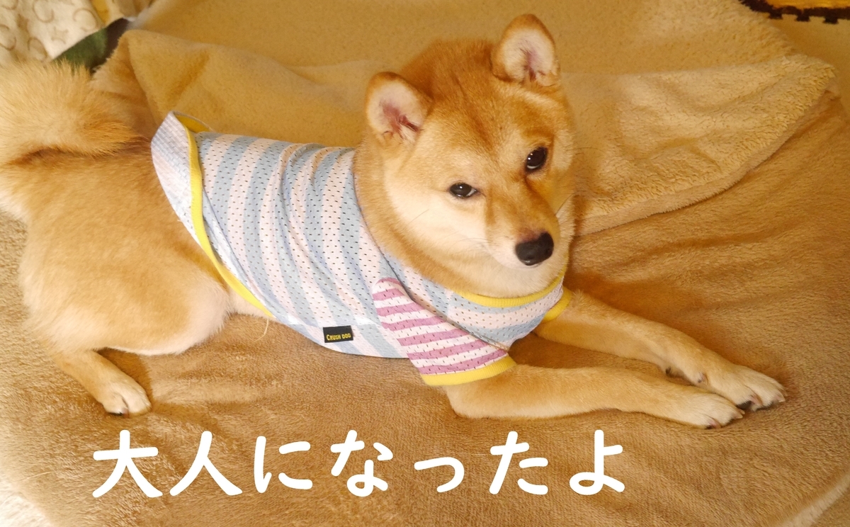 f:id:hanatara:20200618140425j:plain