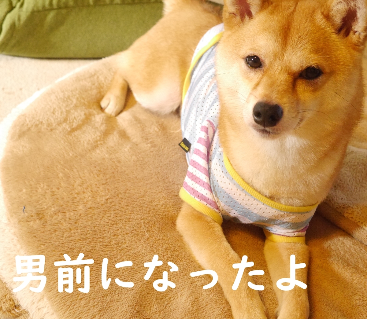 f:id:hanatara:20200618140549j:plain