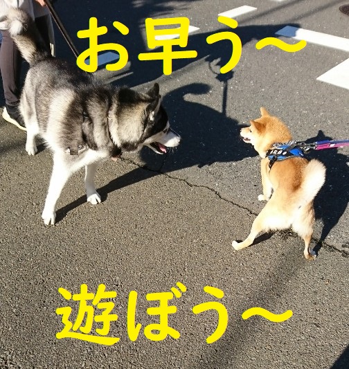 f:id:hanatara:20200620123155j:plain