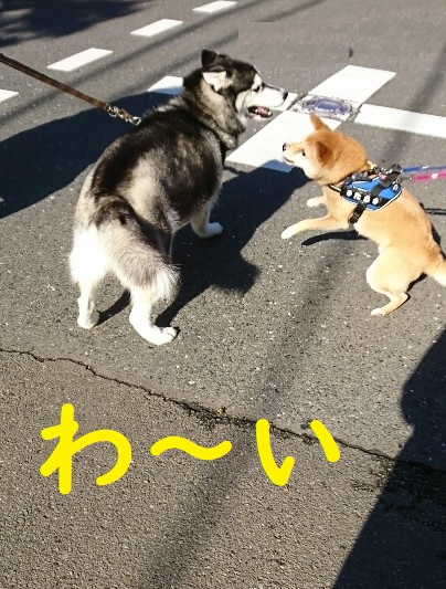 f:id:hanatara:20200620123322j:plain