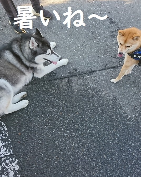 f:id:hanatara:20200620123439j:plain