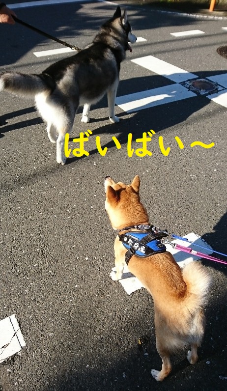 f:id:hanatara:20200620123657j:plain