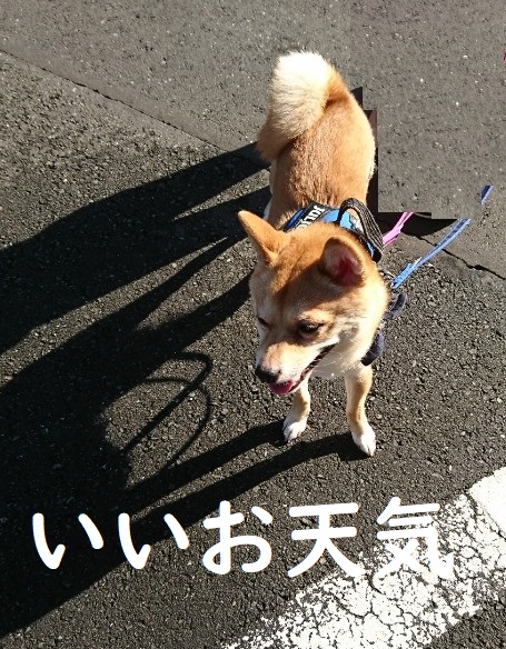 f:id:hanatara:20200621095453j:plain