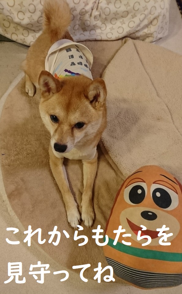 f:id:hanatara:20200621095717j:plain