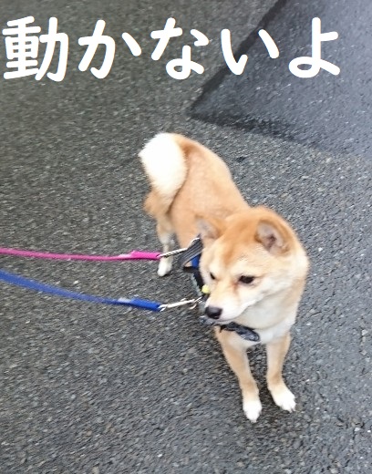 f:id:hanatara:20200623130111j:plain