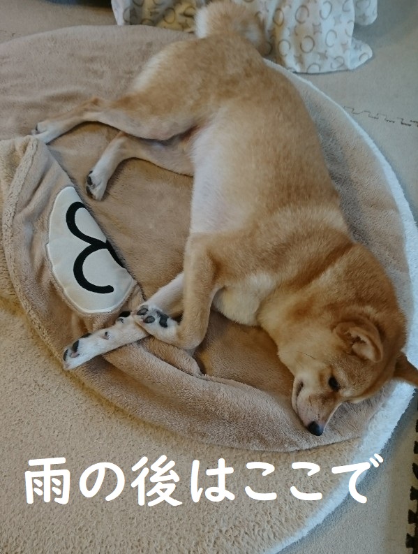 f:id:hanatara:20200623130211j:plain