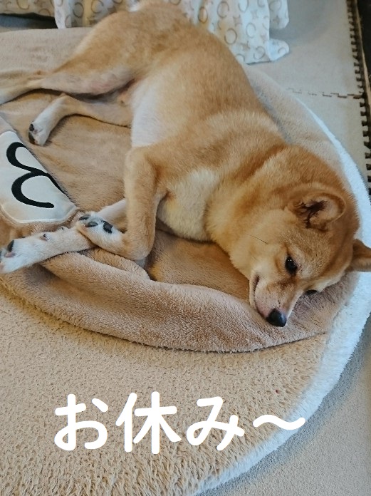 f:id:hanatara:20200623130305j:plain