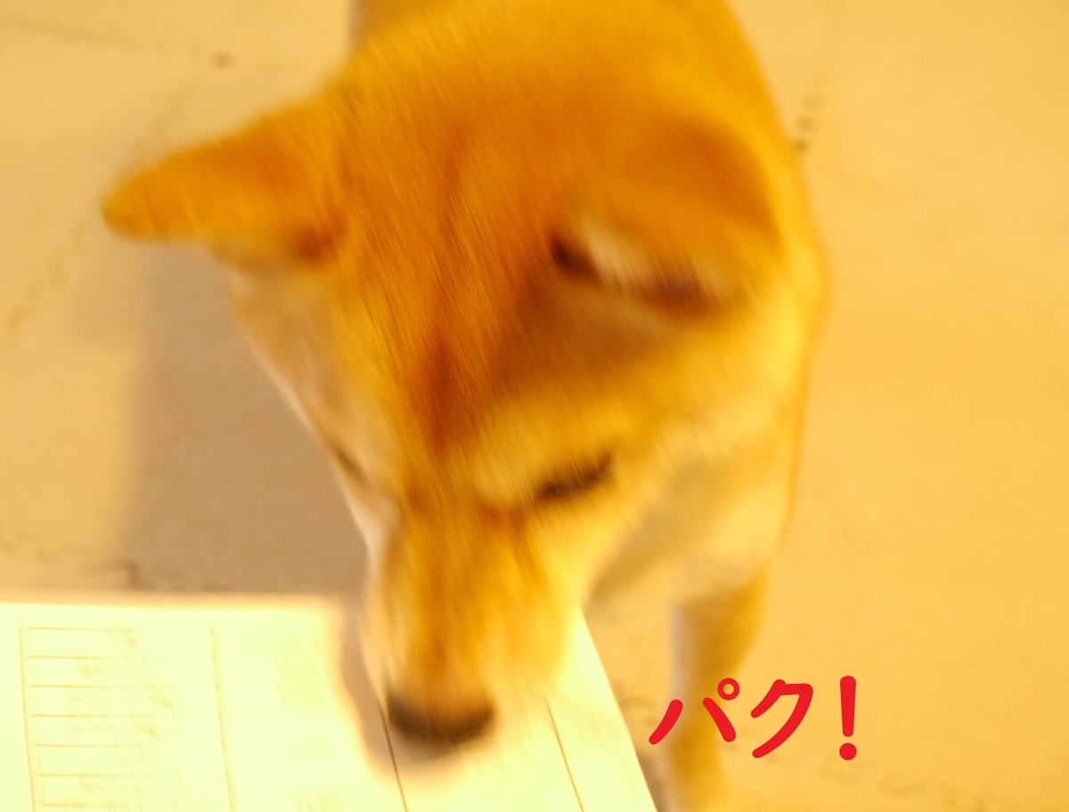f:id:hanatara:20200628093306j:plain