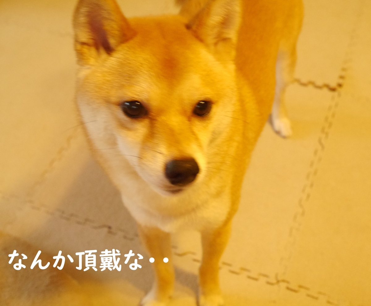 f:id:hanatara:20200628094844j:plain