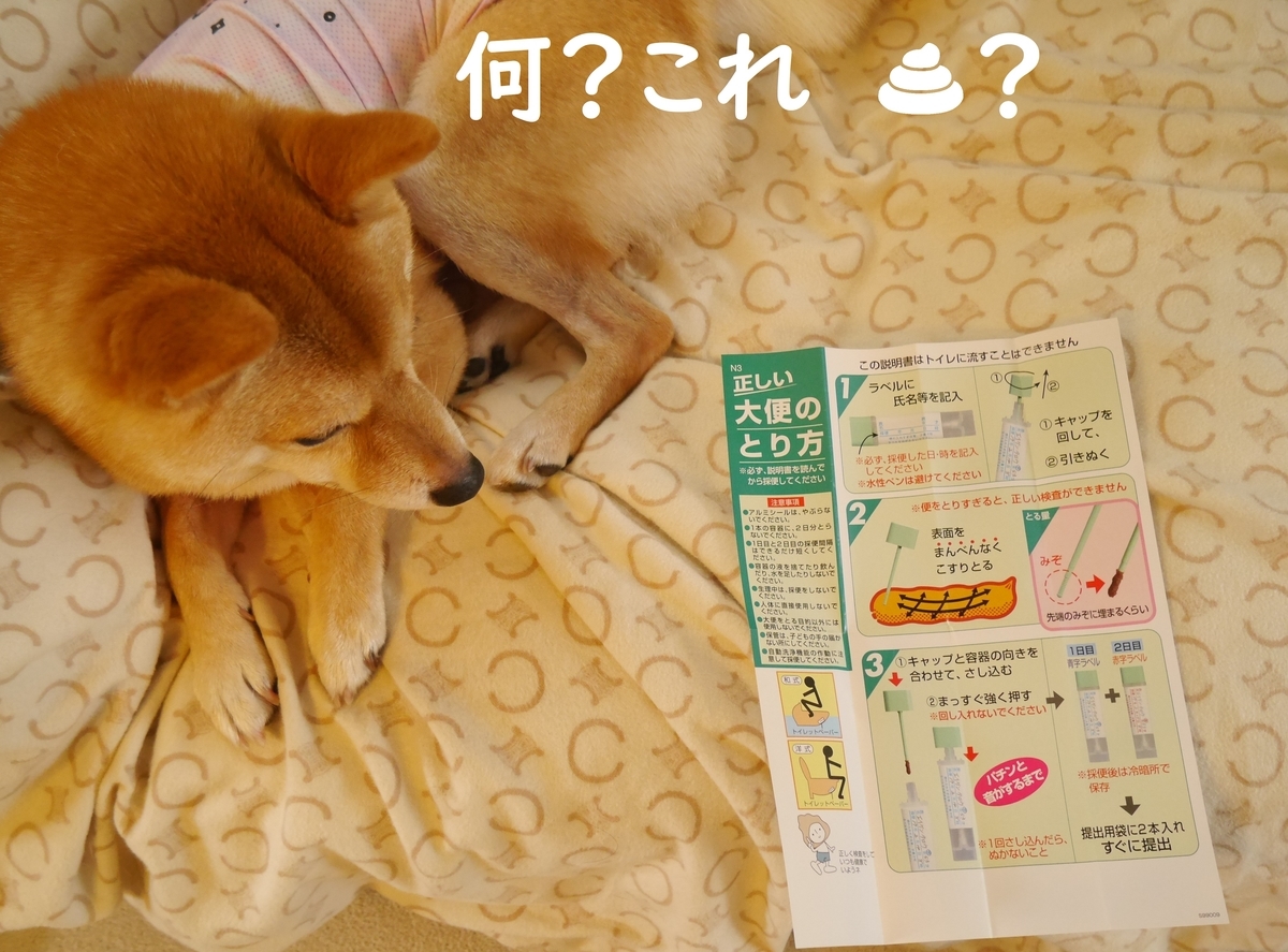 f:id:hanatara:20200630093121j:plain
