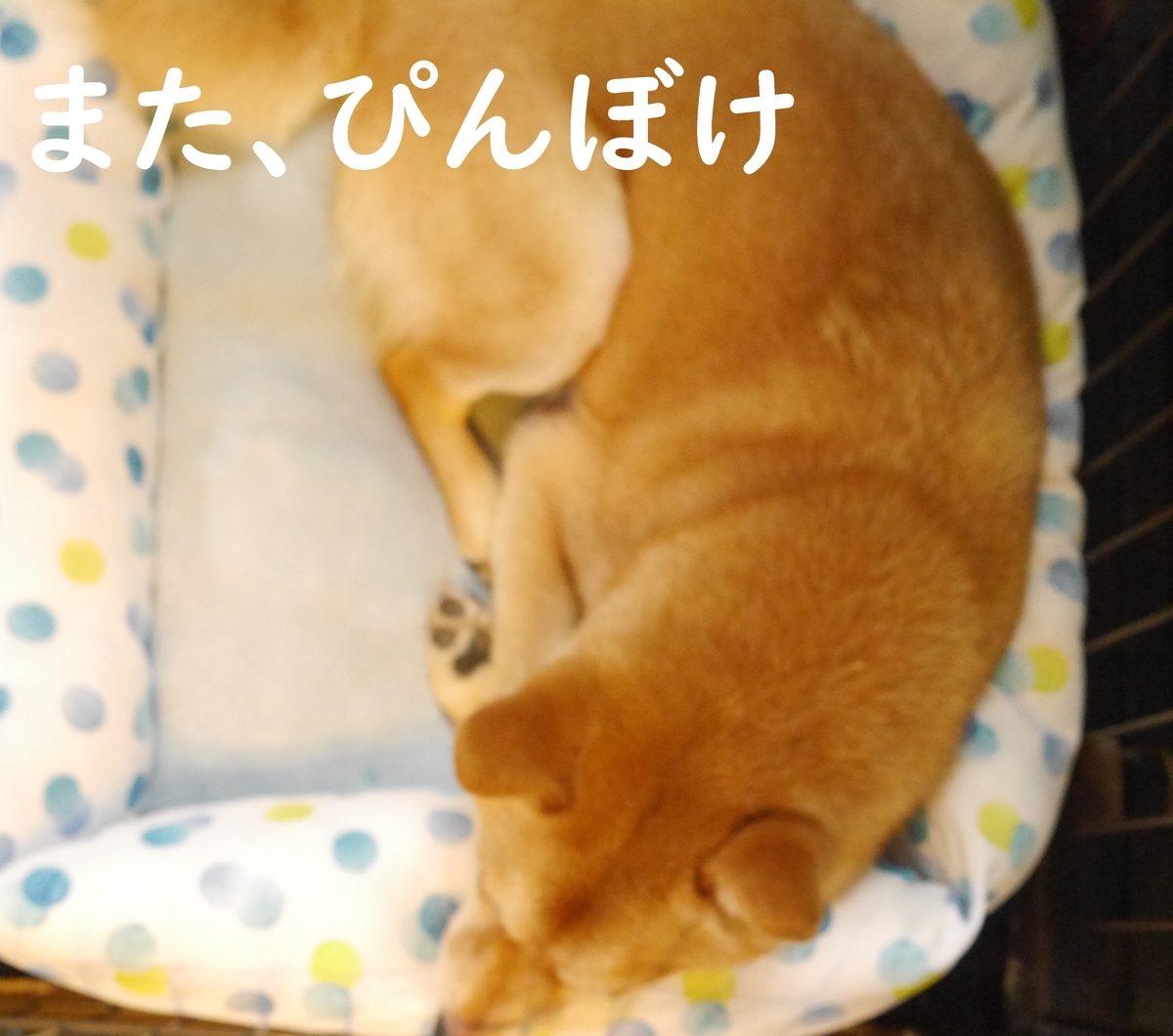 f:id:hanatara:20200630093506j:plain