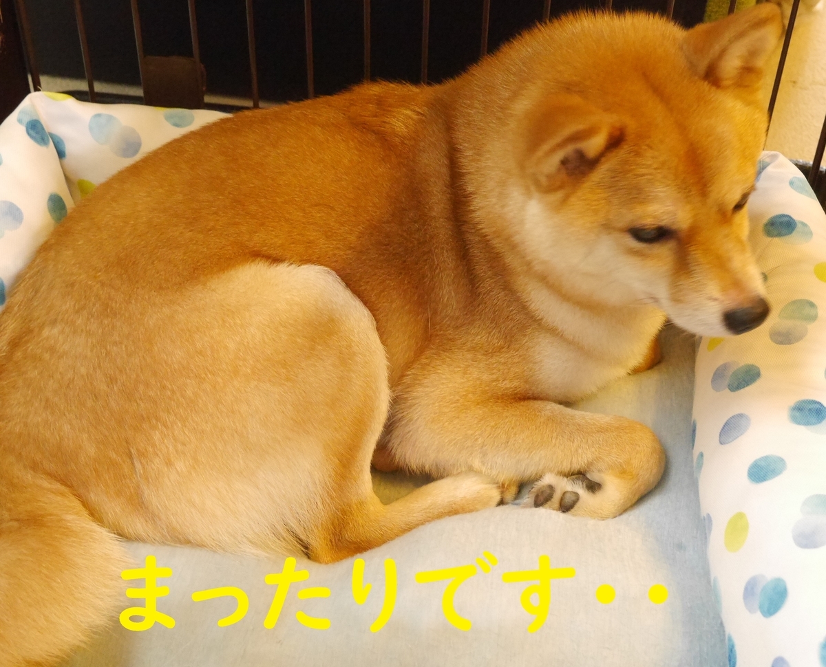 f:id:hanatara:20200630093705j:plain