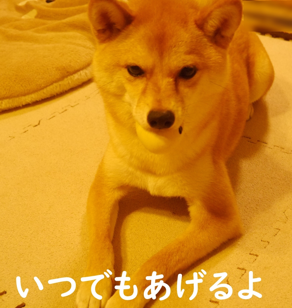 f:id:hanatara:20200630093952j:plain