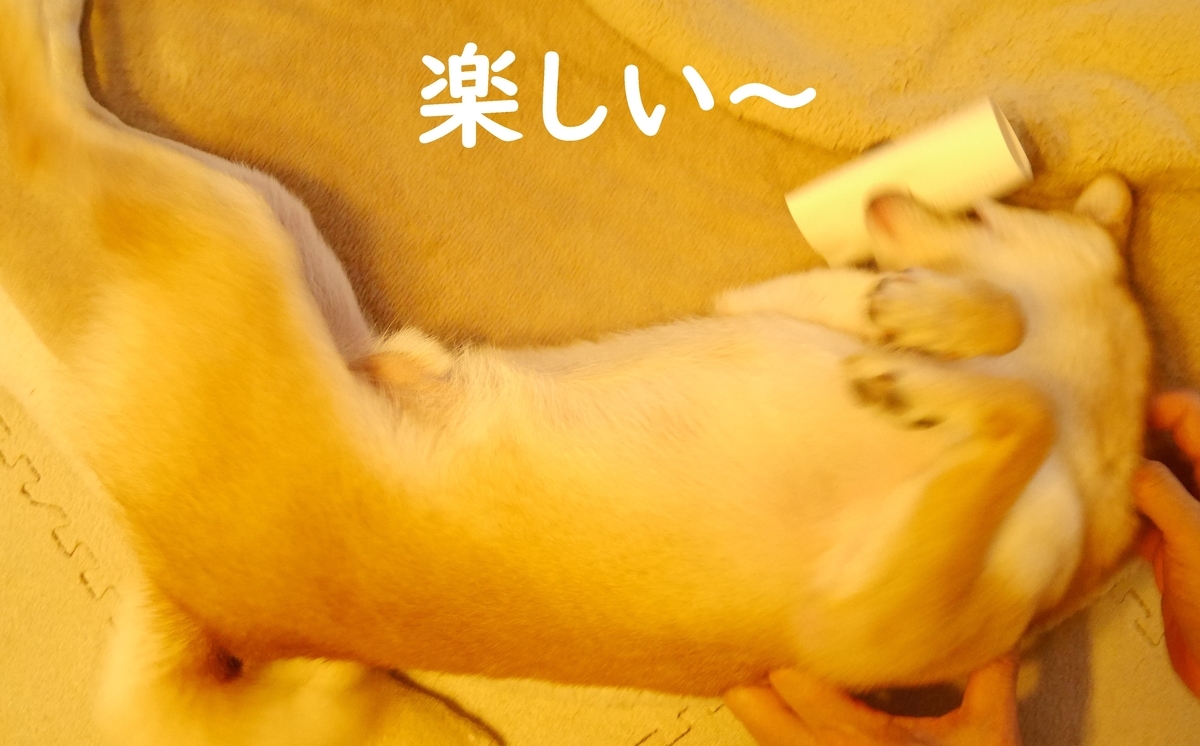 f:id:hanatara:20200630112317j:plain