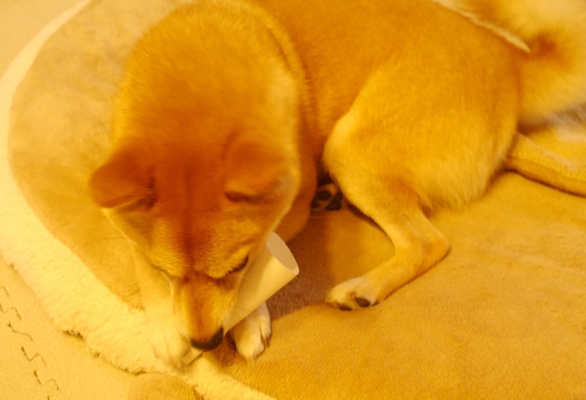 f:id:hanatara:20200630113512j:plain