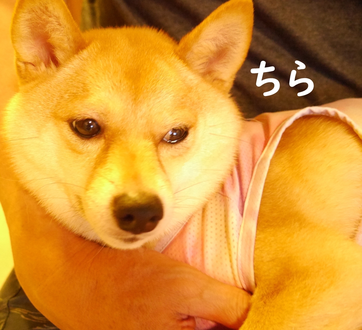 f:id:hanatara:20200630120732j:plain