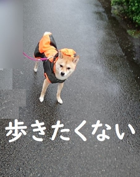 f:id:hanatara:20200630125304j:plain