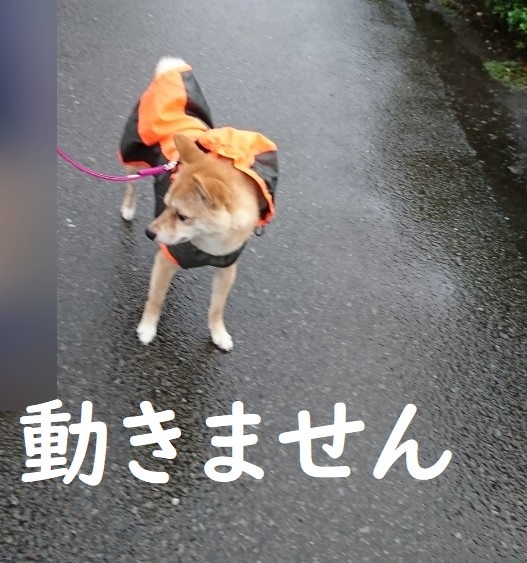 f:id:hanatara:20200630125355j:plain
