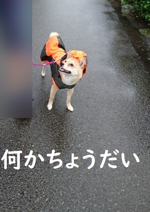 f:id:hanatara:20200630125449j:plain