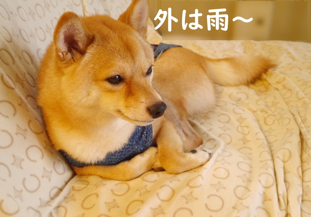 f:id:hanatara:20200709133528j:plain