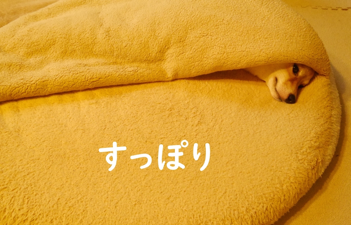 f:id:hanatara:20200711093611j:plain f:id:hanatara:20200711093611j:plain