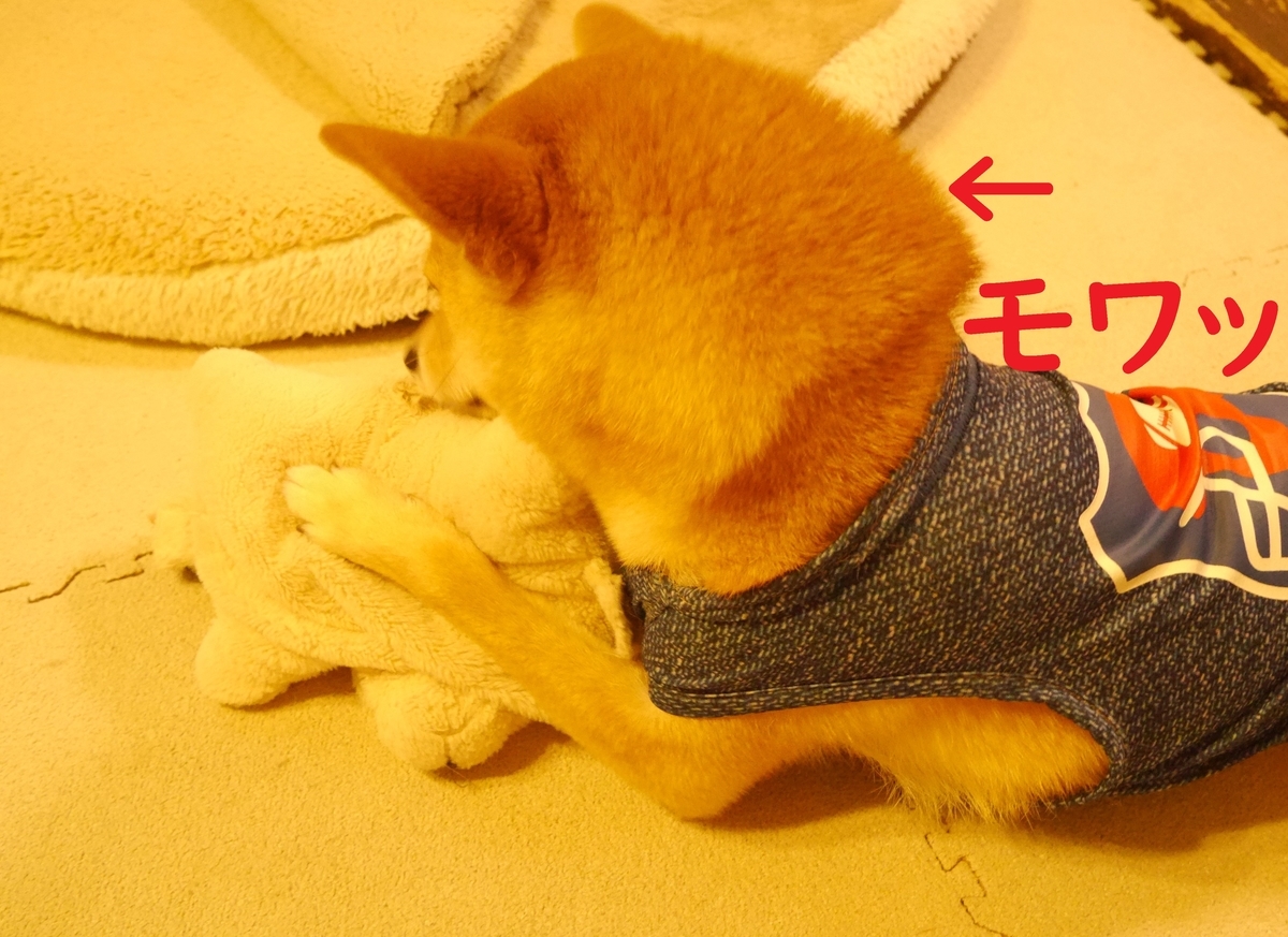f:id:hanatara:20200711094945j:plain f:id:hanatara:20200711094945j:plain