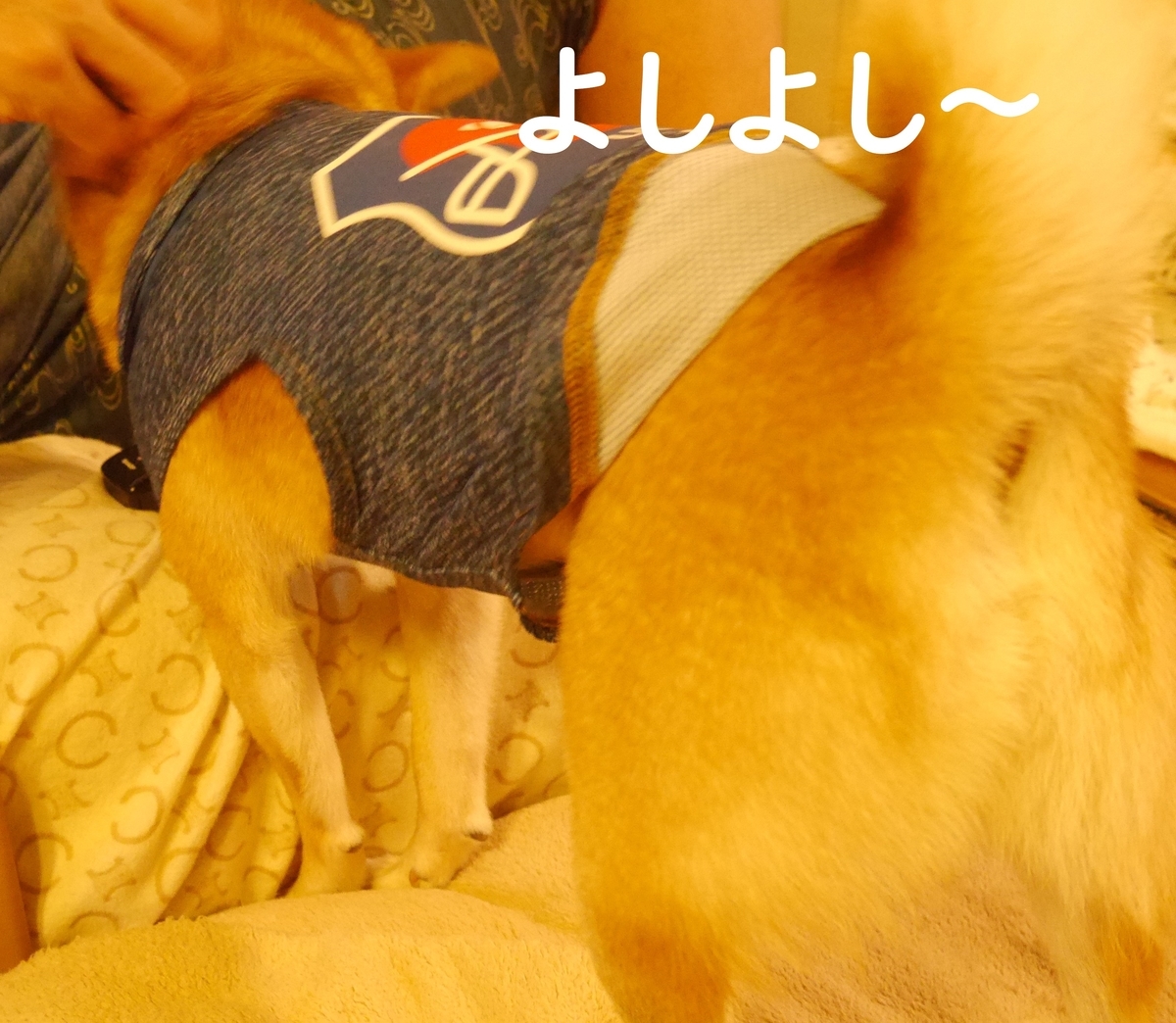 f:id:hanatara:20200711095038j:plain f:id:hanatara:20200711095038j:plain