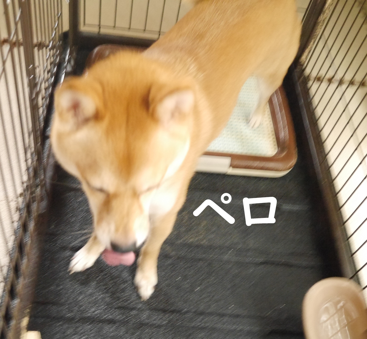 f:id:hanatara:20200712094809j:plain
