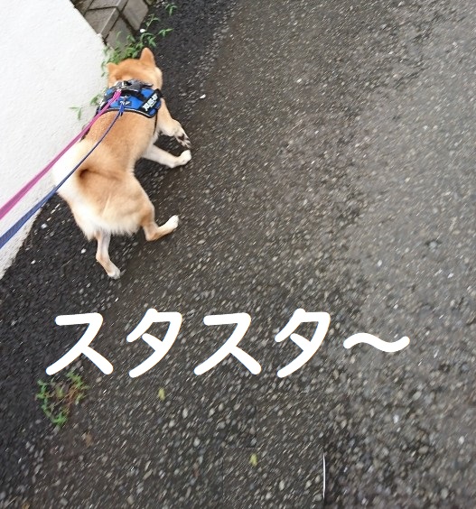 f:id:hanatara:20200712094948j:plain