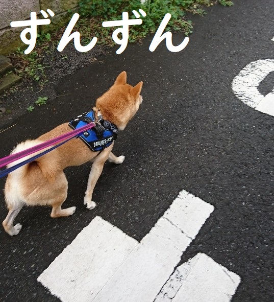 f:id:hanatara:20200712095304j:plain