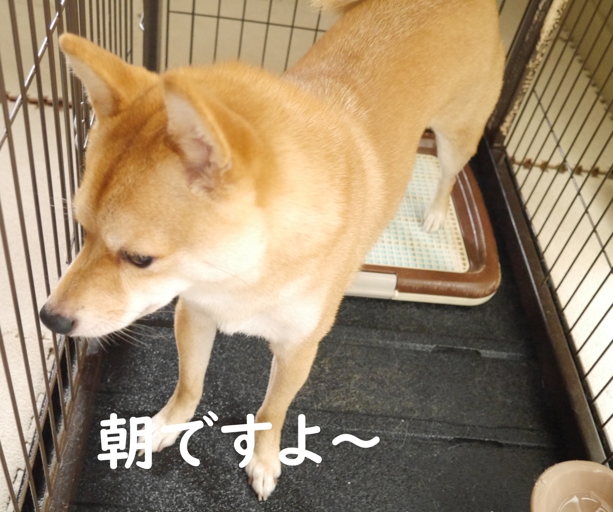 f:id:hanatara:20200712144742j:plain f:id:hanatara:20200712144742j:plain