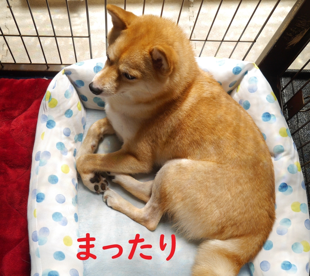f:id:hanatara:20200712144823j:plain f:id:hanatara:20200712144823j:plain