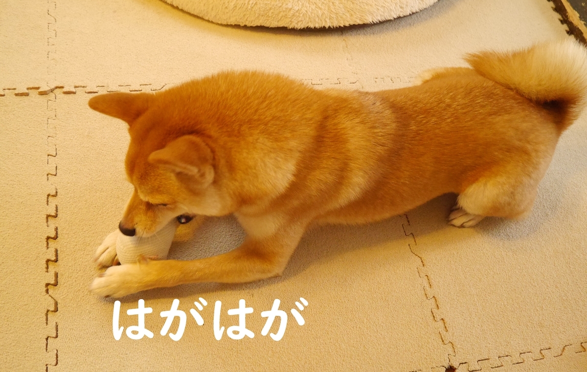 f:id:hanatara:20200712145014j:plain f:id:hanatara:20200712145014j:plain