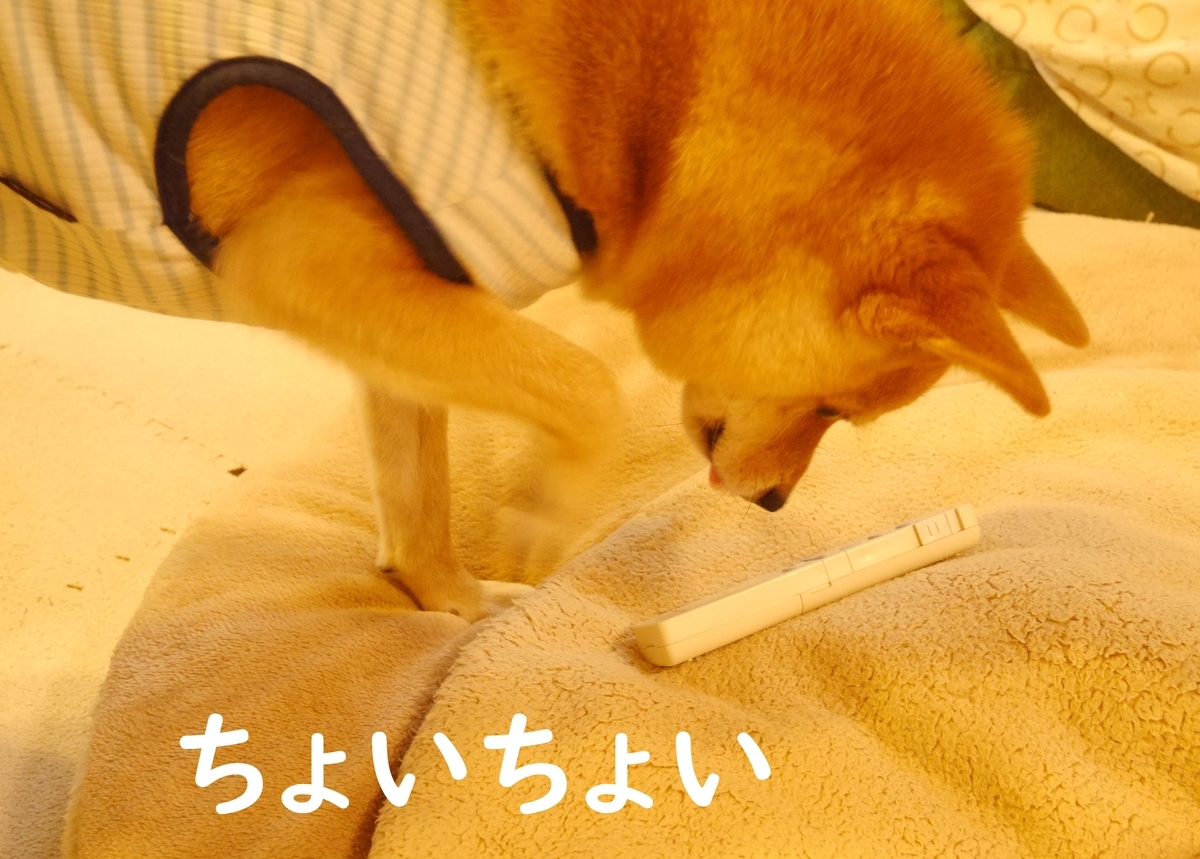 f:id:hanatara:20200718111018j:plain