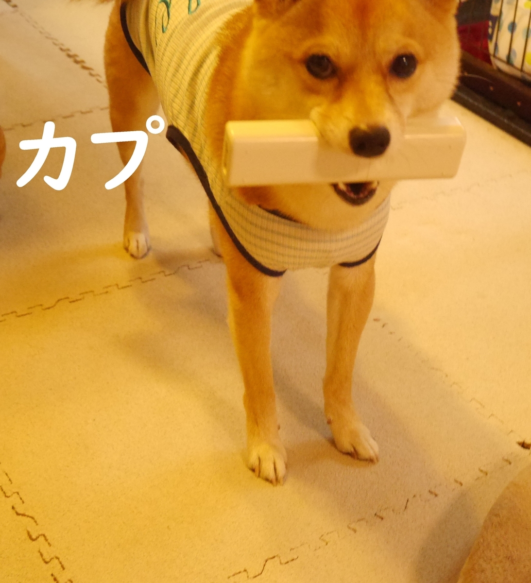 f:id:hanatara:20200718111305j:plain