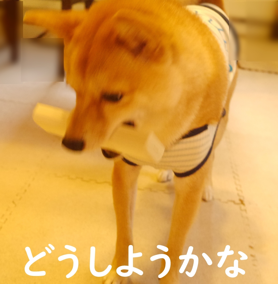 f:id:hanatara:20200718111608j:plain