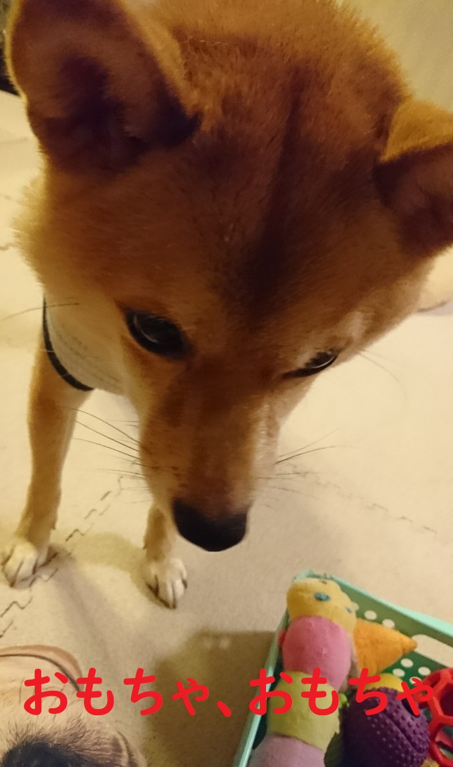 f:id:hanatara:20200719104158j:plain