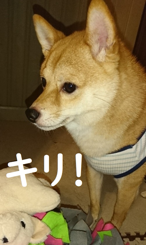 f:id:hanatara:20200719104753j:plain