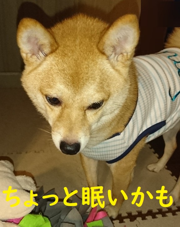 f:id:hanatara:20200719105352j:plain