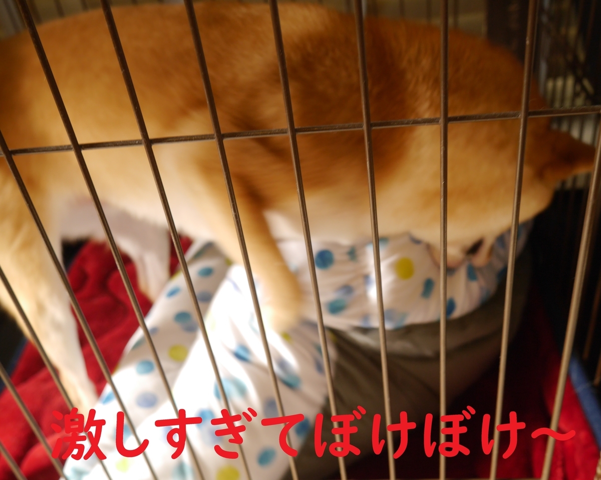 f:id:hanatara:20200801081538j:plain
