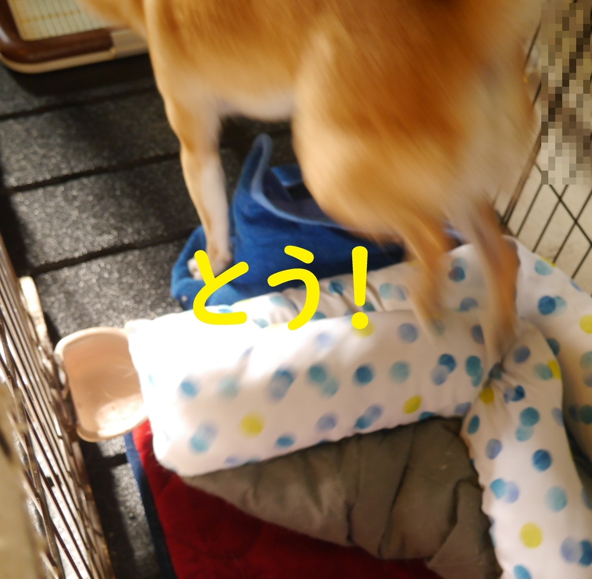 f:id:hanatara:20200801082758j:plain