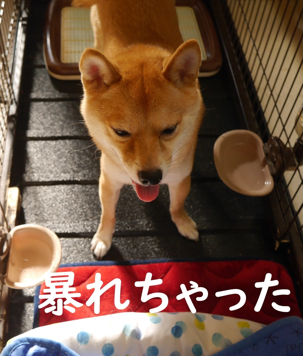 f:id:hanatara:20200801083532j:plain