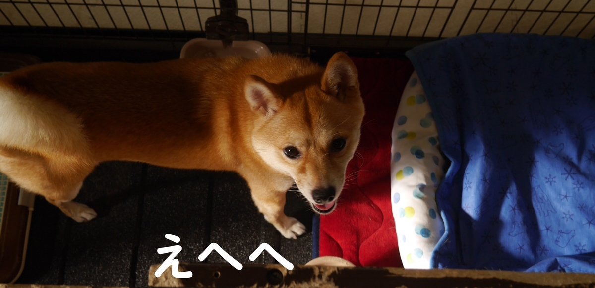f:id:hanatara:20200801092832j:plain