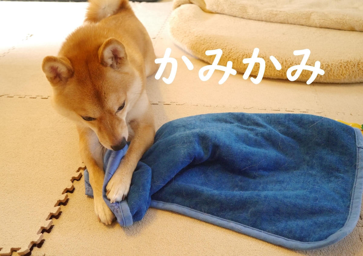 f:id:hanatara:20200801094708j:plain f:id:hanatara:20200801094708j:plain