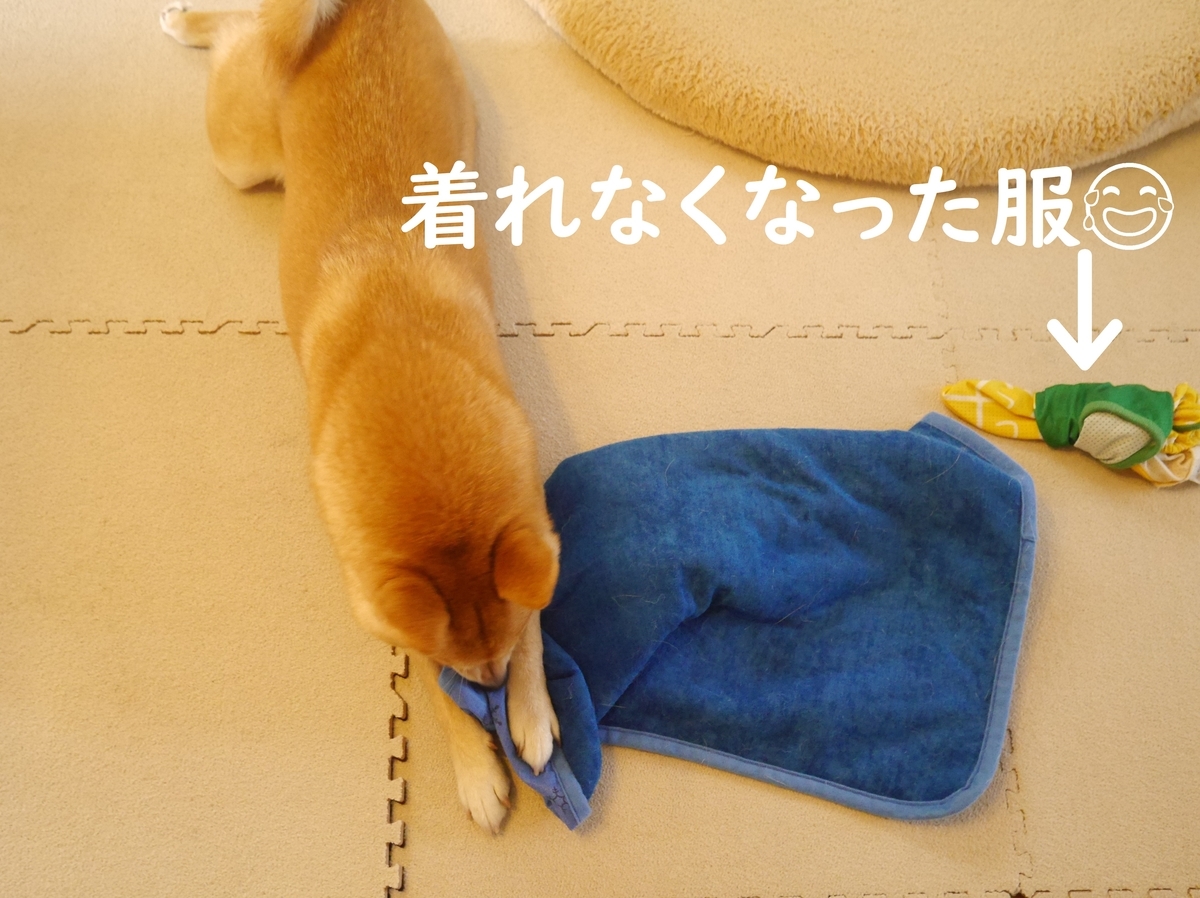 f:id:hanatara:20200801095825j:plain f:id:hanatara:20200801095825j:plain